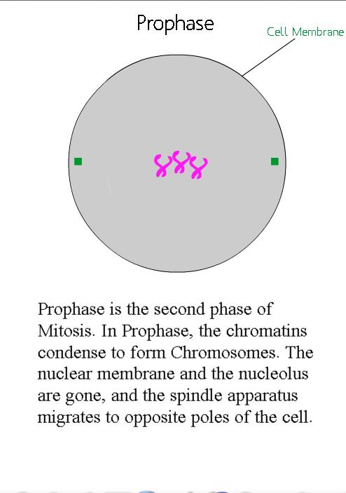 Xtreme Mitosis